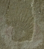 Lepidasterella montanensis Welch, 1984