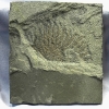 Lepidasterella montanensis Welch, 1984