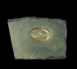 Lingula carbonaria Shumard & Swallow 1858