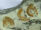 Orbicula sp.
