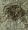 Paleolimulus longispinus Schram, 1979