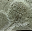Paleolimulus longispinus Schram, 1979 