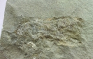 Paraconularia non det. mit Aviculopecten