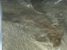 Paratarrasius hibbardi Lund  Melton jr., 1982