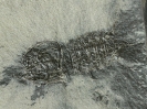 Perimecturus rapax Schram & Horner, 1978