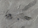 Phanerosteon phonax Lowney, 1980