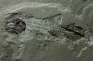 Phanerosteon phonax Lowney, 1980