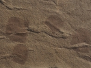 Salpidae indet