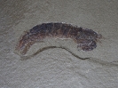 Daidal acanthocercus Schram et al, 1998
