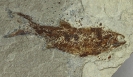 Wendyichthys dicksoni Lund & Poplin, 1997