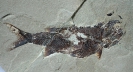 Wendyichthys dicksoni Lund & Poplin, 1997