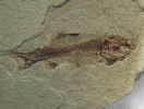 Yogoniscus gulo Lowney, 1980