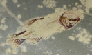 Yogoniscus gulo Lowney, 1980 