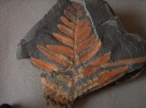 Neuropteris tenuifolia  SCHLOTHEIM