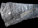 Rhizom