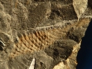 Hai Eikapsel Palaeoxyris carbonaria