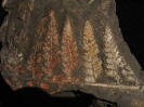 Sphenopteris (Oligocarpia) brongniarti STUR