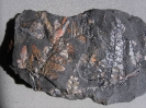 Neuropteris dussarti
