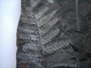Sphenopteris (Oligocarpia) brongniarti STUR.