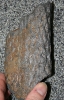 Stigmaria