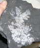 Reticulopteris münsteri