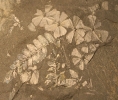 Sphenophyllum sp