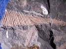 Hai Eikapsel Palaeoxyris carbonaria