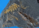 Asterophyllites sp., Neuropteris sp., Sphenopteris sp. 