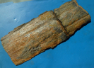 Calamites (Stylocalamites) cisti