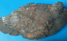 Cyclopteris orbicularis BRONGNIART