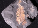 Pecopteris (Asterothecal) micromiltoni