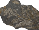 Neuropteris tenuifolia (SCHLOTHEIM, 1820)  