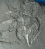 Pecopteris cf. micromiltoni 