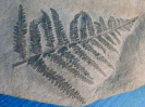 Pecopteris sp.