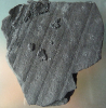 Sigillaria cumulata WEISS