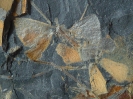 Sphenophyllum emarginatum BRONGNIART