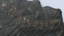 Sphenophyllum sp.