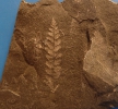 Sphenopteris (Oligocarpia) brongniarti STUR