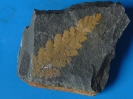 Sphenopteris sp.
