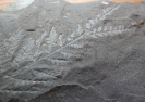Sphenopteris sp.