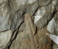 Sporangie von Pecopteris