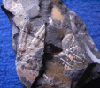 Sporangien von Pecopteris