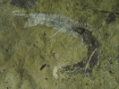 Acanthodes bridgei ZIDEK, 1976