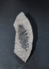 Callipteridium