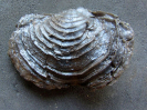 Lamellosathyris lamellosa