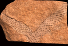 Lepidodendron obovatum