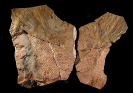 Lepidodendron subdichotomum (STERZEL)