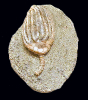 Macrocrinus mundulus