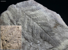 Mariopteris nervosa