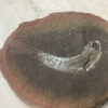 Palaeoniscoid non det